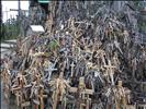 The hill of crosses by Dainis Matisons